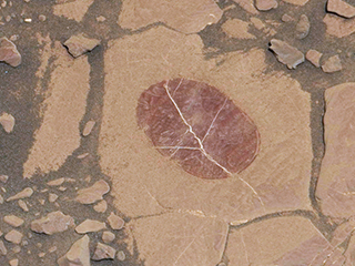On "Vera Rubin Ridge," to determine whether dust coatings are hiding rocks' hematite content, the Mastcam on NASA's Curiosity Mars rover took this Sept. 17, 2017, image of a rock surface that had been brushed with the rover's Dust Removal Tool. The purplish tint may indicate fine-grained hematite.