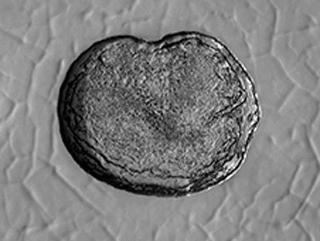 This series of images shows carbon dioxide ice sublimating (going directly from a solid to a gas) inside a pit at Mars' south pole.