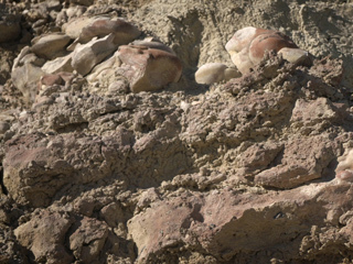 Image of rounded rocks called stromatolites 