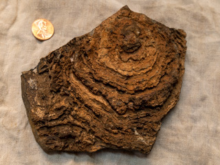 finely layered internal structure of a stromatolite 