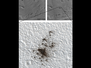 This set of images from cameras on NASA's Mars Reconnaissance Orbiter documents the appearance of a new cluster of impact craters on Mars.
