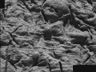 This mosaic image, taken by the microscopic imager on the Mars Exploration Rover Opportunity, shows a portion of the rock outcrop at Meridiani Planum, Mars, dubbed "Guadalupe."