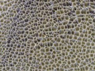 This image shows mud flats in the shape of polygons in a snake-skin-looking pattern.